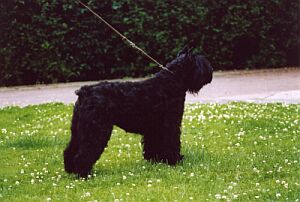 Zora van't Gieldréhof | Bouvier des Flandres 