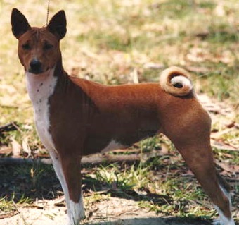 Baagna Justa Doll | Basenji 