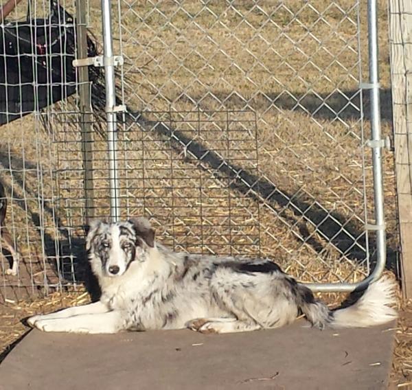 Smoking Gun ABC 402450 | Border Collie 