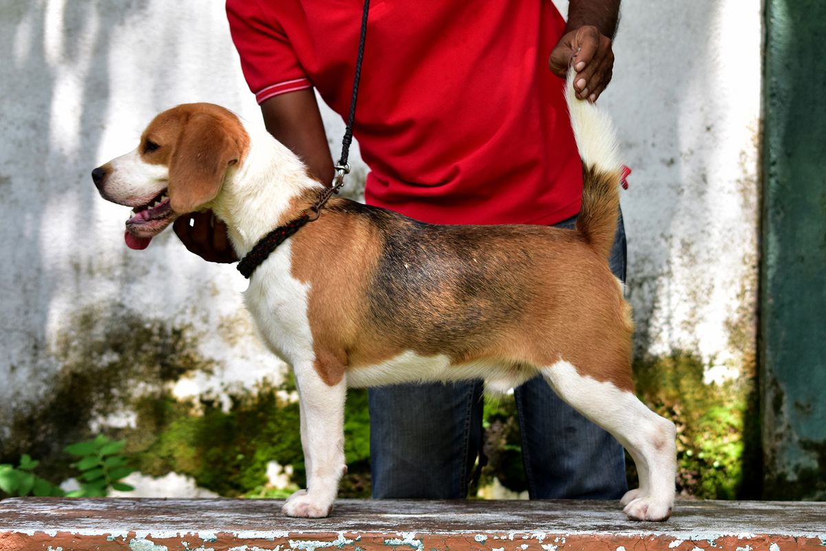 Tiger | Beagle 