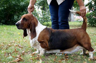 Alisa Stenly Dora | Basset Hound 