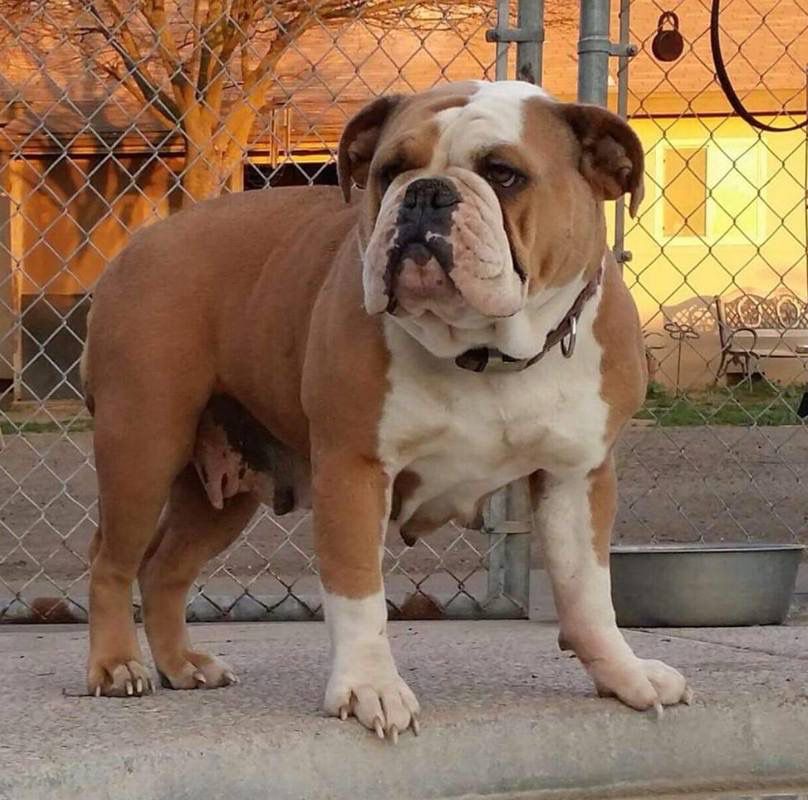 Jughead's Gemma | Olde English Bulldogge 