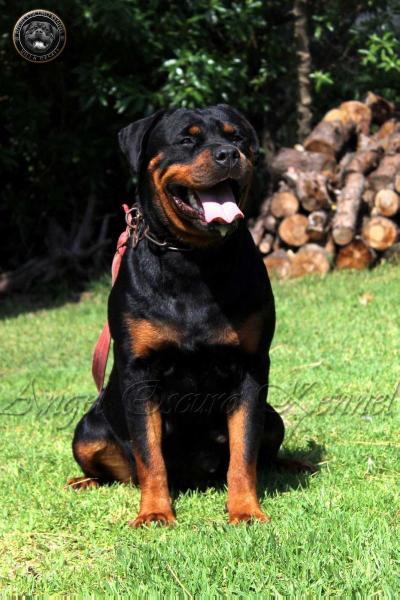 Habana von Azlarag | Rottweiler 