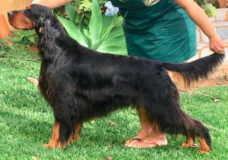 Triaccan SPV Forest | Gordon Setter 