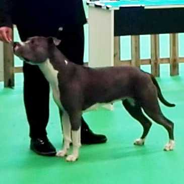 Zoe de Moon Legends | American Staffordshire Terrier 