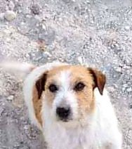 Elsa JackIantomasi | Jack Russell Terrier 