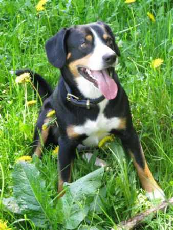 Benno Fidelis Amicus | Entlebucher Mountain Dog 