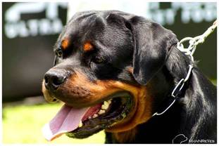 Grimm von der alten festung | Rottweiler 