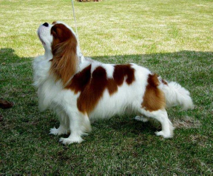 Arkadius Gorska Fantazja | Cavalier King Charles Spaniel 