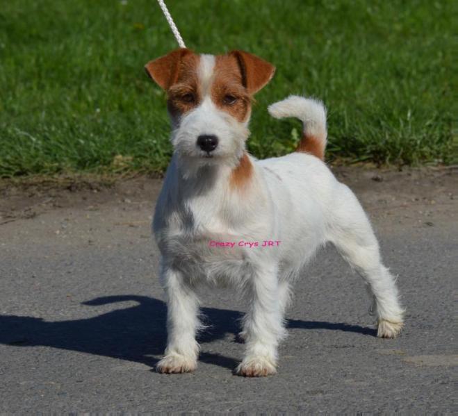 Gang Staff Valentine Kiss | Jack Russell Terrier 