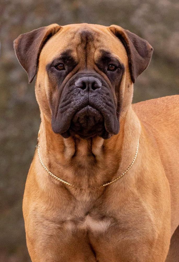 Dynasty Of N'asteri Blaze Of Sapphire | Bullmastiff 