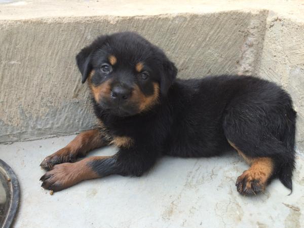 Rei Afro Dogs | Rottweiler 