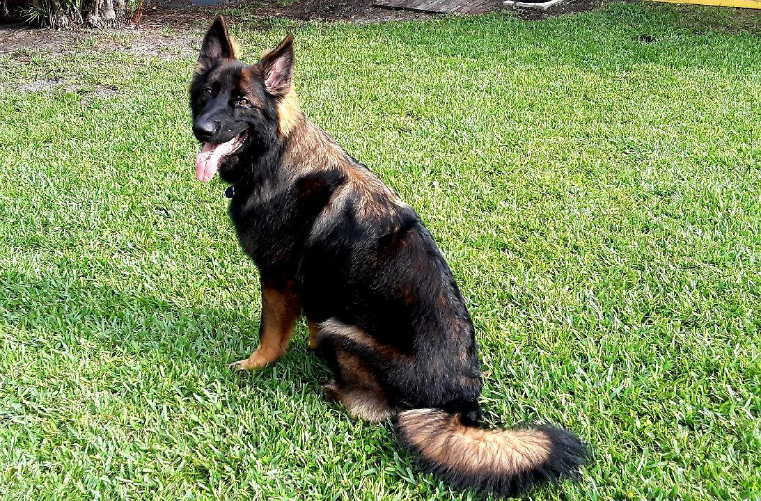 Sophie Vom Oso Barr | German Shepherd Dog 