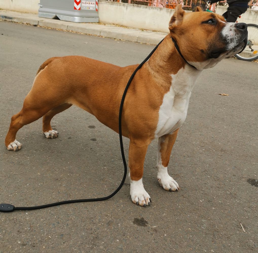 Alteya Val-Powor Staff | American Staffordshire Terrier 