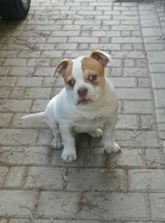 Sasha of Belldog - Campana's American Bulldog | American Bulldog 