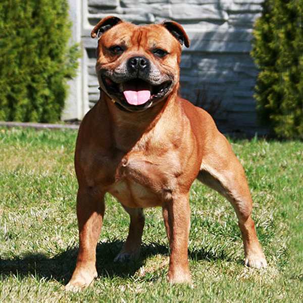 Crossswords Kung Fu King At Crossguns | Staffordshire Bull Terrier 