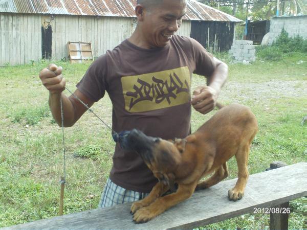 Pai van Vesagas Lavesahok | Belgian Malinois 