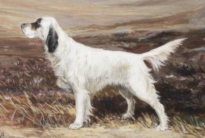 Patty of Gerwin | English Setter 