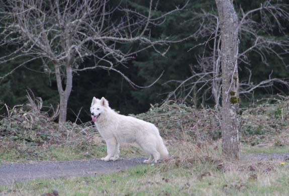 Surefire Shogun | White Swiss Shepherd Dog 