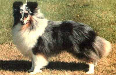Reubicia Blue Flame At Ruscombe KCSB | Shetland Sheepdog 