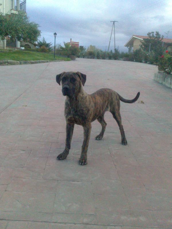 Nara de Naraclan | Perro de Presa Canario 