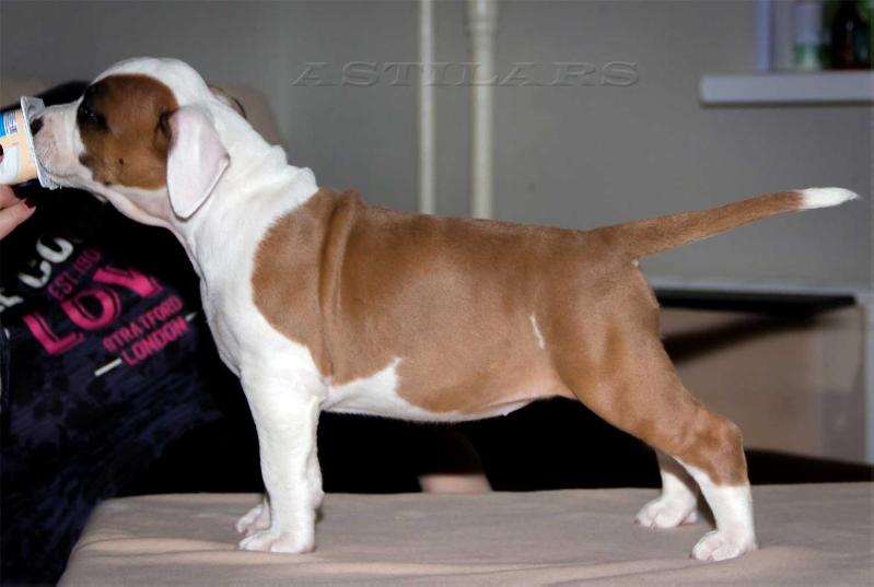 Astilars Zlatoslava | American Staffordshire Terrier 