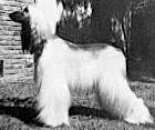 Shaadar's Blajnhe Of Karlyle | Afghan Hound 