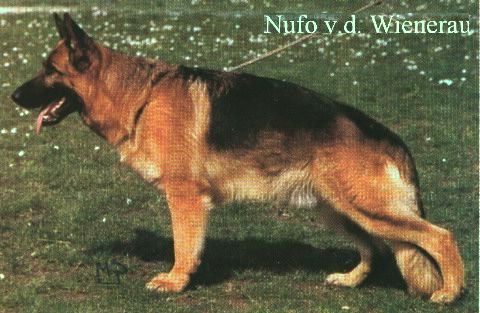 Nufo von der Wienerau | German Shepherd Dog 