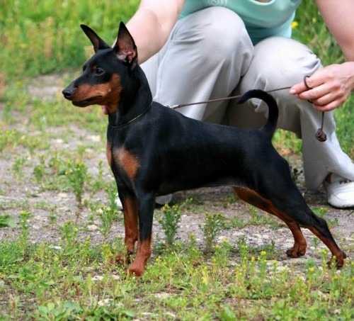 FANTAZY FLY RUSKAYA RAKETA | Miniature Pinscher 