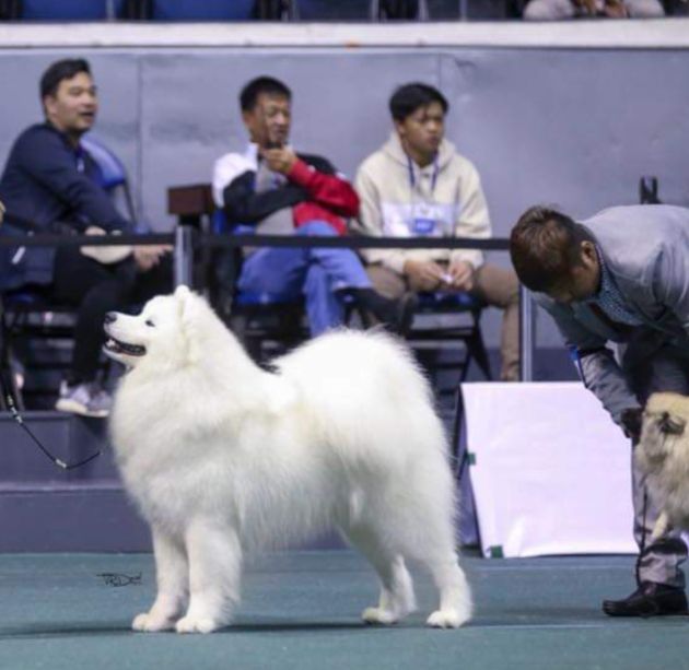 Radost Zhizni Grand Illusion | Samoyed 