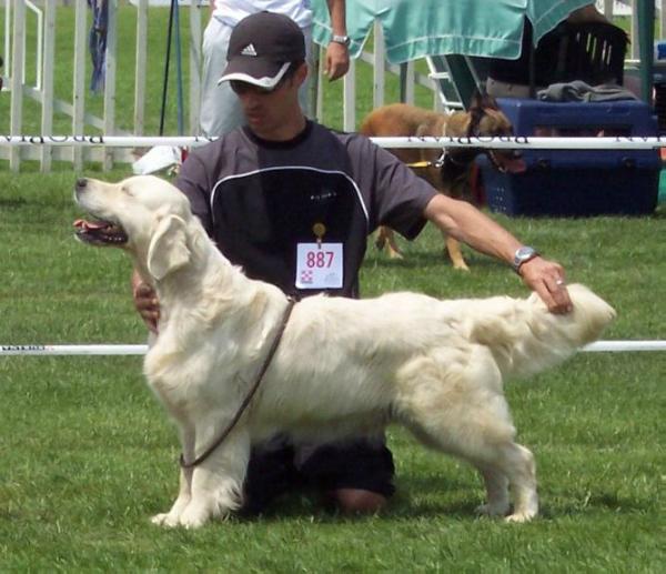 Une Fashion Victim des Jardins d'Epona | Golden Retriever 