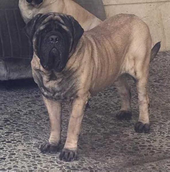 BAMBAM (ORDOÑEZ) | Mastiff 