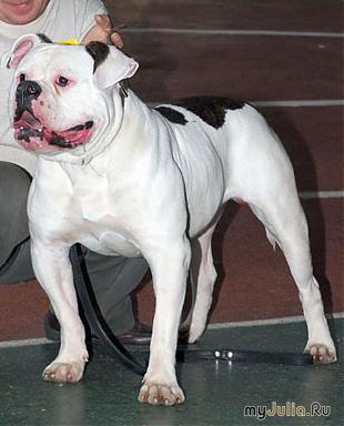 Yrfin Djuce | American Bulldog 