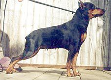 Malagris Regina Rika | Miniature Pinscher 