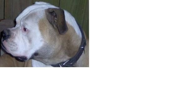 Huricaine charlie | American Bulldog 