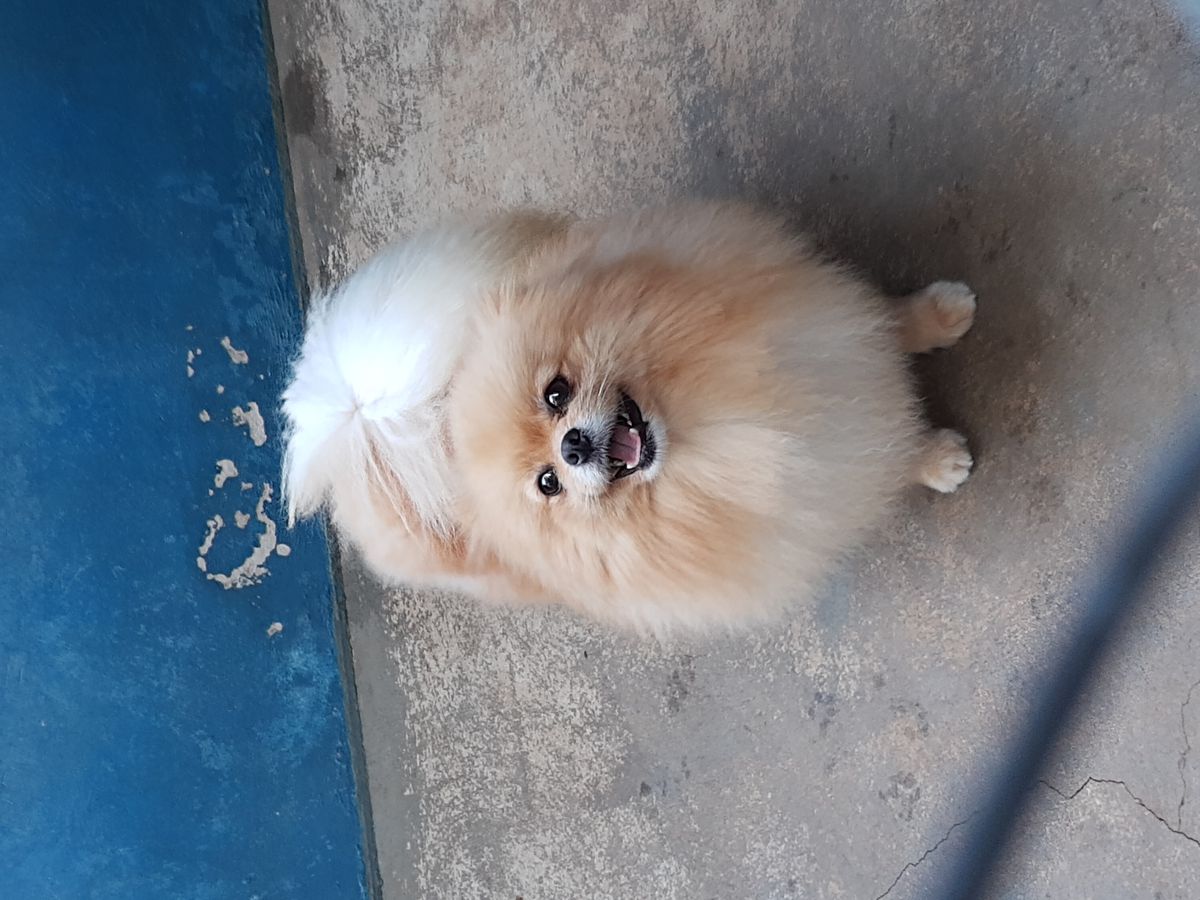 Oakwood's Jordy Girl | Pomeranian 