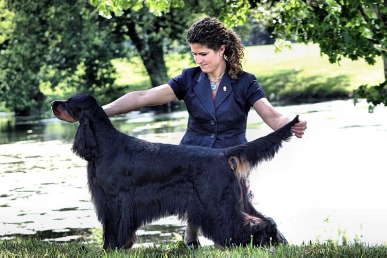 Tamarack Brynbar Calendar Girl | Gordon Setter 