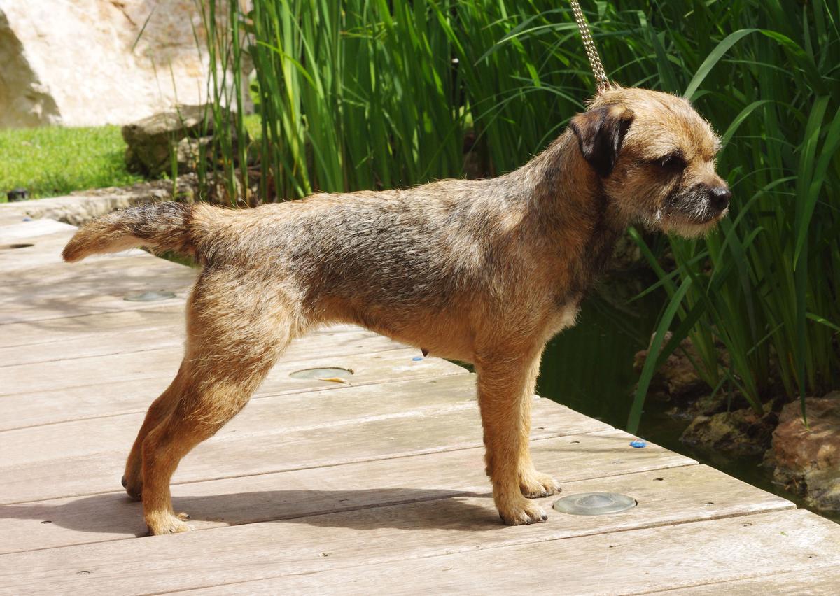 Aiga Viva Ispanina Doceta | Border Terrier 