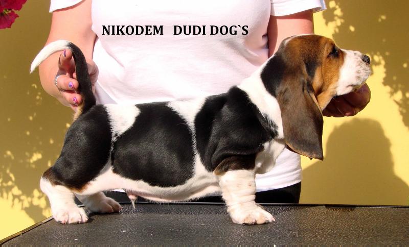 NIKODEM DUDI DOG`S | Basset Hound 