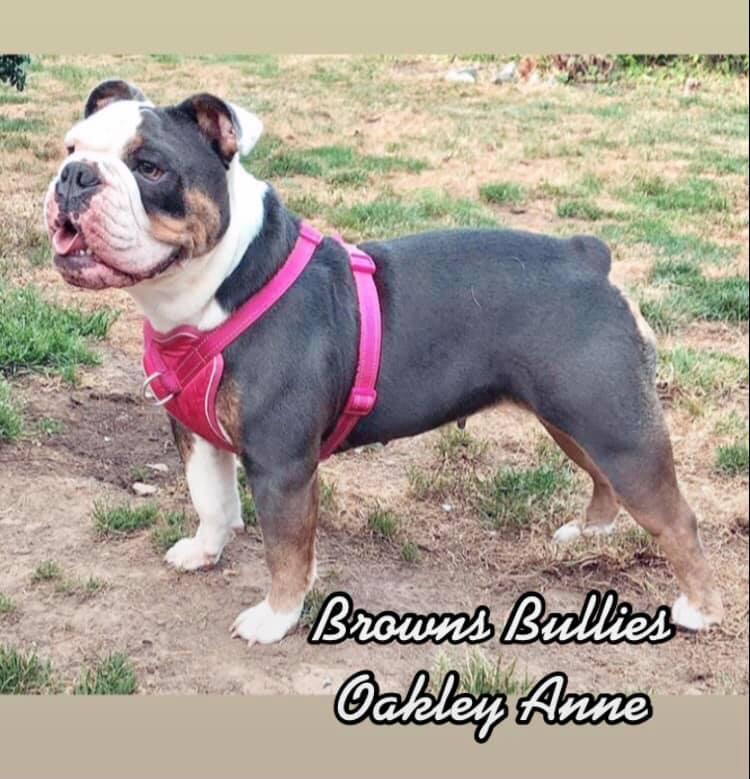 Brown's Oakley Anne | Olde English Bulldogge 