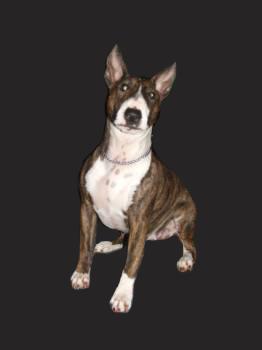 Gearhart's "LIL" | Bull Terrier 