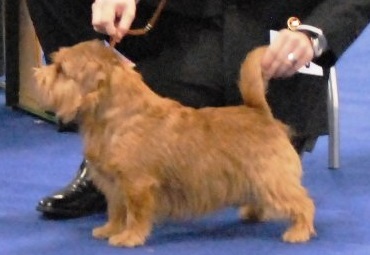 MARKS THEODOR | Norfolk Terrier 