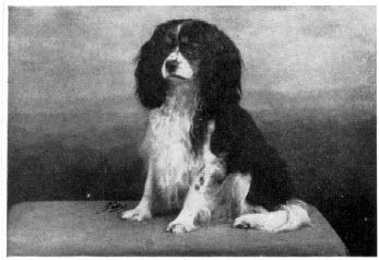 Robert of Lenharra | Cavalier King Charles Spaniel 