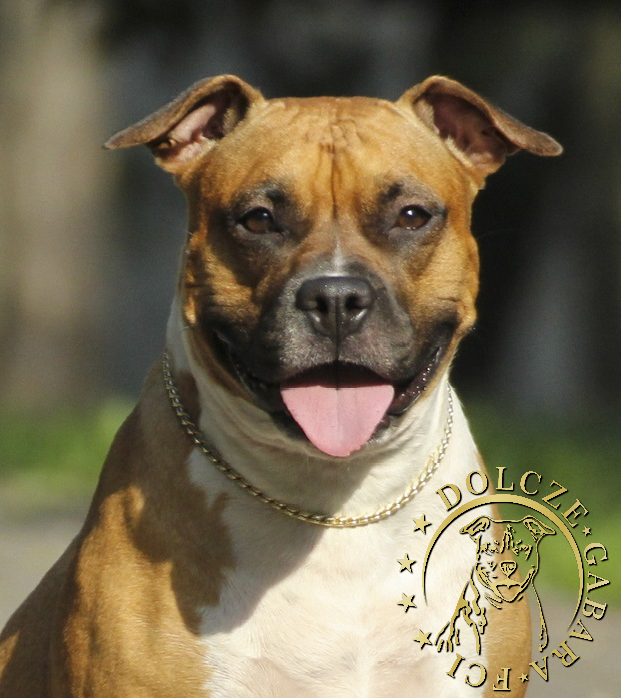 BIANCA From Rebel Flag | American Staffordshire Terrier 