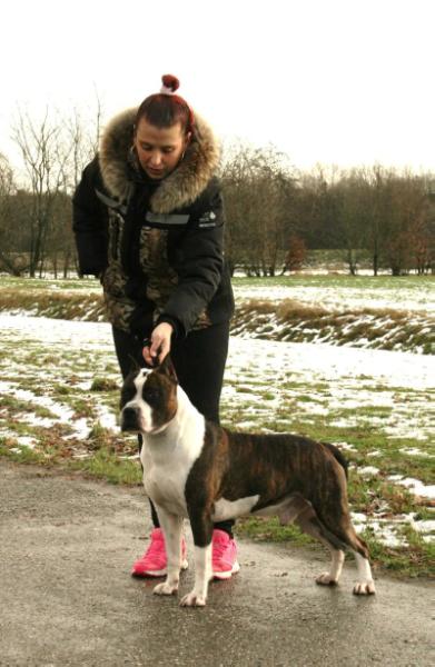 American Rock'n'roll Apachstaff's | American Staffordshire Terrier 