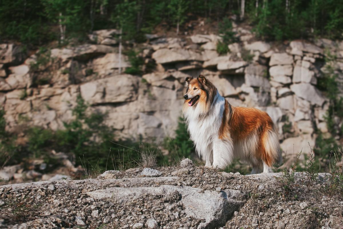 DJET SET TRIS PRIOR | Rough Collie 