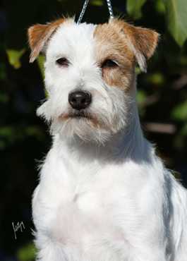 Heartily Daughter of Donald Duck | Jack Russell Terrier 