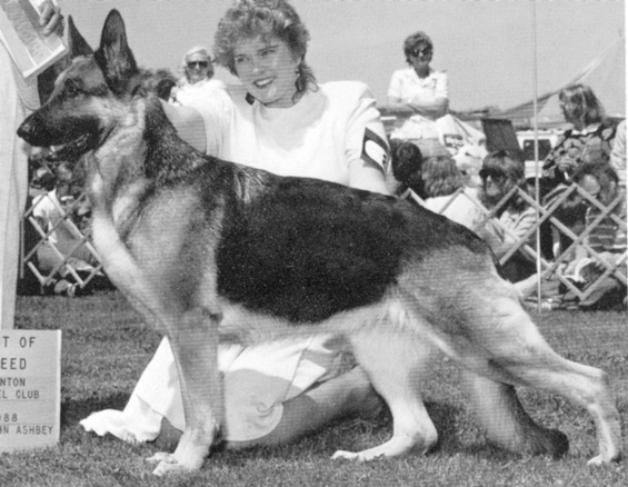 Timmee's Nicole | German Shepherd Dog 