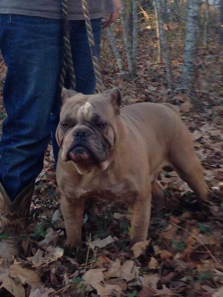 Fortay's Barkley | Olde English Bulldogge 