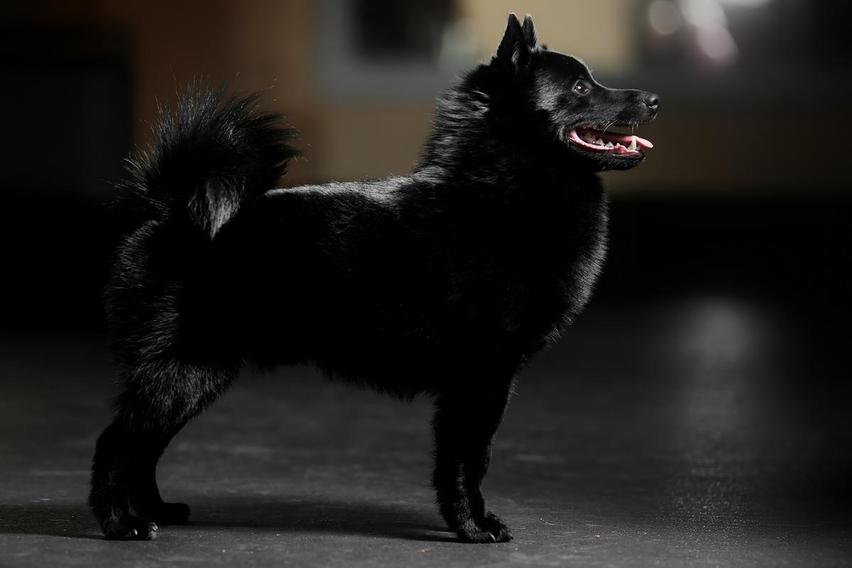 Indigo Smile Bon-Bon | Schipperke 